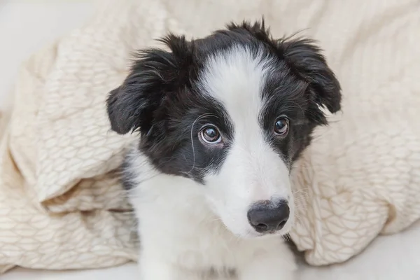 Komik şirin güleryüzlü köpek yavrusu köpek kenar kömür ocağı evde yatakta portresi — Stok fotoğraf