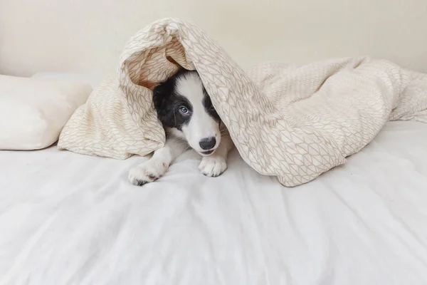 Drôle de portrait de chien chiot sentant mignon frontière collie dans le lit à la maison — Photo