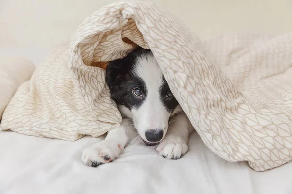 Drôle de portrait de chien chiot sentant mignon frontière collie dans le lit à la maison — Photo
