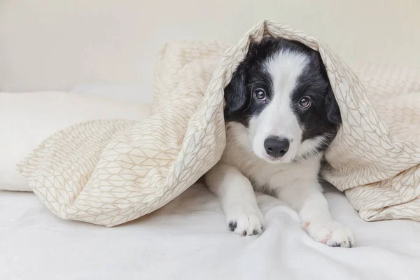 Funny portrait of cute smilling puppy dog border collie in bed at home