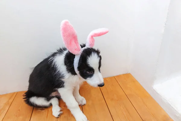 Conceptul Happy Easter. Amuzant portret de drăguț cățeluș zâmbitor câine frontieră collie purtând urechi de iepure de Paște în interior la domiciliu — Fotografie, imagine de stoc