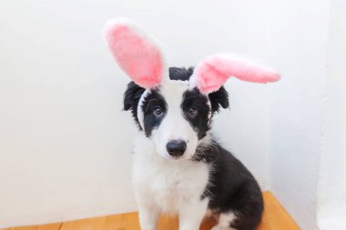 Mutlu Paskalya kavramı. Beyaz arka plan üzerinde komik portre sevimli güleryüzlü köpek yavrusu köpek kenar kömür ocağı Paskalya bunny kulaklar giyen izole