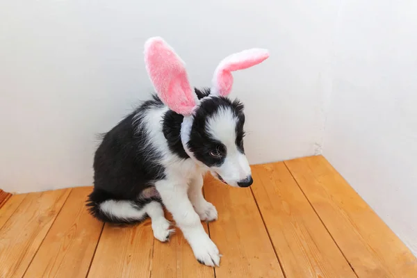 Mutlu Paskalya kavramı. Komik şirin güleryüzlü köpek yavrusu köpek kenar kömür ocağı evde Paskalya tavşan kulakları kapalı giyiyor portresi — Stok fotoğraf