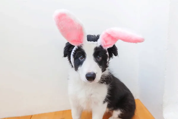 Mutlu Paskalya kavramı. Beyaz arka plan üzerinde komik portre sevimli güleryüzlü köpek yavrusu köpek kenar kömür ocağı Paskalya bunny kulaklar giyen izole — Stok fotoğraf
