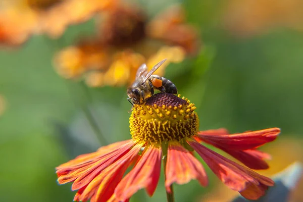 Медовая пчела, покрытая желтой пыльцой, пьет нектар, опыляя оранжевый цветок. Жизнь насекомых. Макро крупным планом — стоковое фото