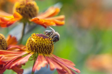 Bal arı sarı polen içecek nektar ile kaplıdır, turuncu çiçek pollinating. Böceklerin hayatı. Makro yakın çekim