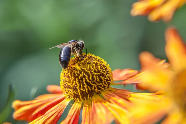 Honingbijen bedekt met gele pollen drinken nectar, bestuikende oranje bloem. Leven van insecten. Macro close-up — Stockfoto
