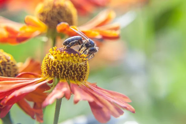 Honingbijen bedekt met gele pollen drinken nectar, bestuikende oranje bloem. Leven van insecten. Macro close-up — Stockfoto