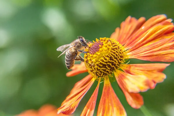 Honingbijen bedekt met gele pollen drinken nectar, bestuikende oranje bloem. Leven van insecten. Macro close-up — Stockfoto