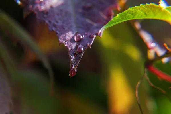 Βιοµηχανίας αμπελουργία κρασί. Σταγόνες του νερού της βροχής σε πράσινο σταφύλι φύλλα στον αμπελώνα — Φωτογραφία Αρχείου