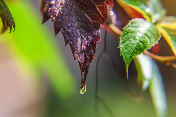 Industria vitivinícola. Gotas de agua de lluvia sobre hojas de uva verde en el viñedo — Foto de Stock
