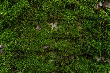 Taş yeşil yosun ile kaplıdır