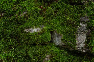 Taş yeşil yosun ile kaplıdır