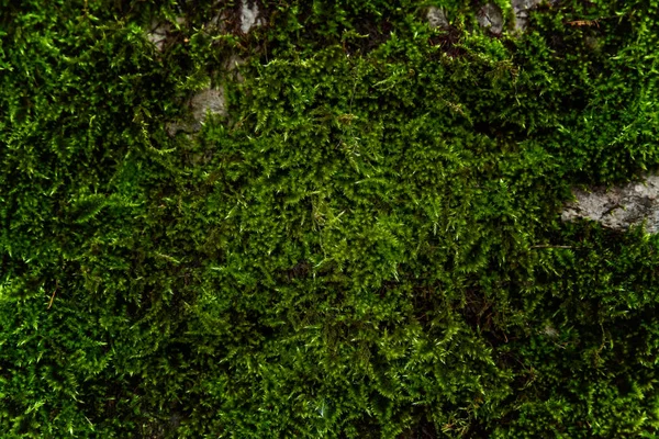 Stone are covered with green moss — Stock Photo, Image