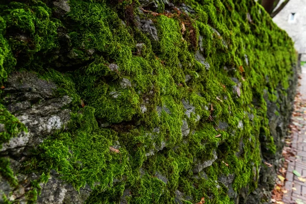 La piedra está cubierta de musgo verde — Foto de Stock