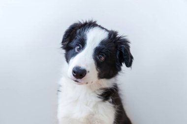 Komik stüdyo portre sevimli güleryüzlü köpek yavrusu köpek kenar kömür ocağı beyaz arka plan üzerinde
