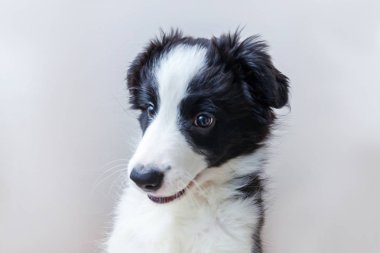 Komik stüdyo portre sevimli güleryüzlü köpek yavrusu köpek kenar kömür ocağı beyaz arka plan üzerinde