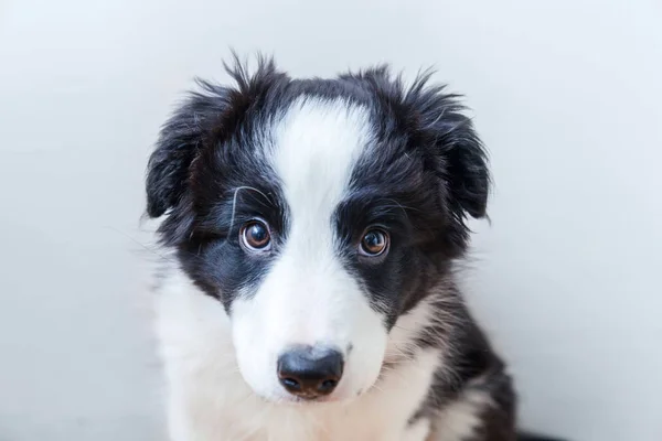 Grappige studio portret van schattige smilling Bordercollie puppy hond op witte achtergrond — Stockfoto