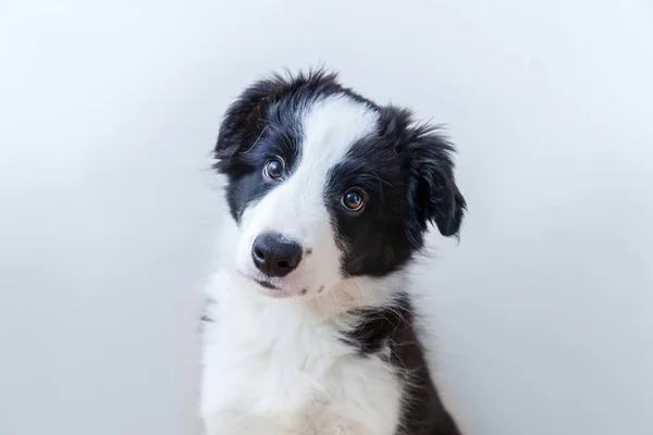 白地にかわいい smilling 子犬犬ボーダーコリーの面白いスタジオ ポートレート — ストック写真