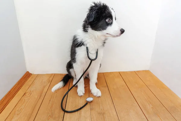 Το κόλεϋ του σκύλου, με στηθοσκόπιο στο λαιμό. Μικρό σκυλί στη ρεσεψιόν στο κτηνιατρικό γιατρό στην κλινική ΕΕΚ — Φωτογραφία Αρχείου