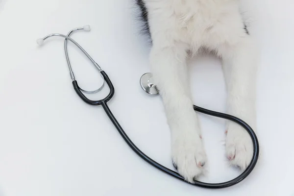 Valp hund Border Collie tassar och stetoskop isolerade på vit bakgrund. Liten hund i receptionen på veterinär läkare i veterinärkliniken — Stockfoto