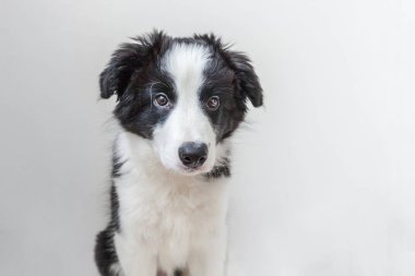 Komik stüdyo portre sevimli güleryüzlü köpek yavrusu köpek kenar kömür ocağı beyaz arka plan üzerinde