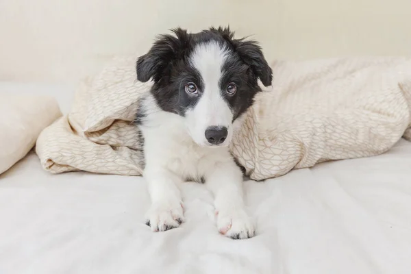 Komik şirin güleryüzlü köpek yavrusu köpek kenar kömür ocağı evde yatakta portresi — Stok fotoğraf