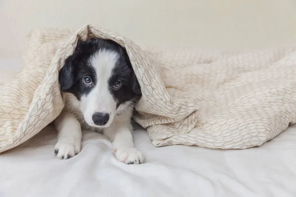 Grappige portret van schattige smilling Bordercollie puppy hond in bed thuis — Stockfoto