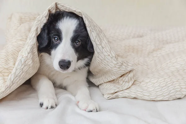 Divertente ritratto di carino smilling cucciolo di cane confine collie a letto a casa — Foto Stock