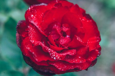 Güzel kırmızı gül çiçekler yaz aylarında yağmur sonra damla ile. İlham verici doğal çiçek bahar Çiçek Bahçe veya park