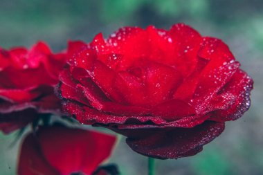 Güzel kırmızı gül çiçekler yaz aylarında yağmur sonra damla ile. İlham verici doğal çiçek bahar Çiçek Bahçe veya park