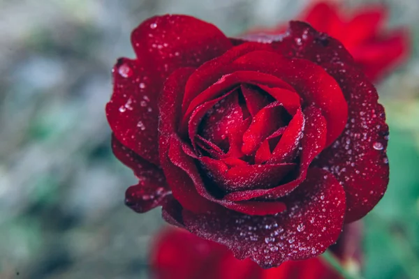 Güzel kırmızı gül çiçekler yaz aylarında yağmur sonra damla ile. İlham verici doğal çiçek bahar Çiçek Bahçe veya park