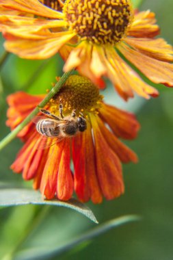 Bal arı sarı polen içecek nektar ile kaplıdır, turuncu çiçek pollinating. Böceklerin hayatı. Makro yakın çekim