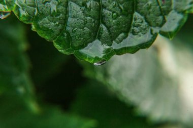 Bağcılık şarap sanayi. Damla yağmur suyu üzerinde Yeşil üzüm yaprakları bağ