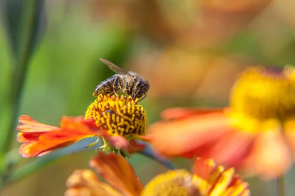 Honingbijen bedekt met gele pollen drinken nectar, bestuikende oranje bloem. Leven van insecten. Macro close-up — Stockfoto