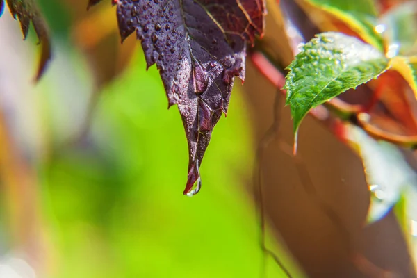 Indústria vitivinícola. Gotas de água da chuva em folhas de uva verde na vinha — Fotografia de Stock
