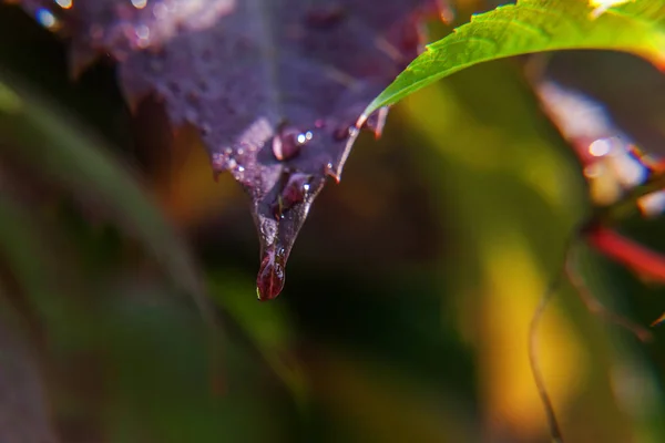 Industria vitivinícola. Gotas de agua de lluvia sobre hojas de uva verde en el viñedo — Foto de Stock