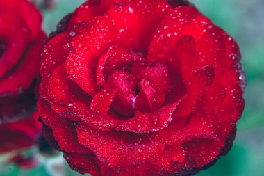 Güzel kırmızı gül çiçekler yaz aylarında yağmur sonra damla ile. İlham verici doğal çiçek bahar Çiçek Bahçe veya park