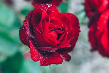 Güzel kırmızı gül çiçekler yaz aylarında yağmur sonra damla ile. İlham verici doğal çiçek bahar Çiçek Bahçe veya park