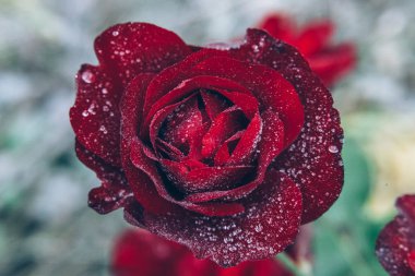 Güzel kırmızı gül çiçekler yaz aylarında yağmur sonra damla ile. İlham verici doğal çiçek bahar Çiçek Bahçe veya park