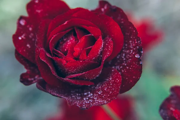 Prachtige rode roos bloemen met druppels na regen in de zomer. Inspirerende natuurlijke floral voorjaar bloeiende tuin of park — Stockfoto