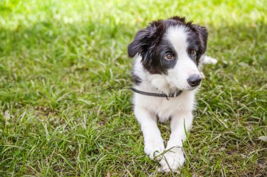 Park veya bahçe arka planda yeşil çim çim üzerinde yatarken sevimli gülümseme yavru köpek sınır Collie komik açık portre
