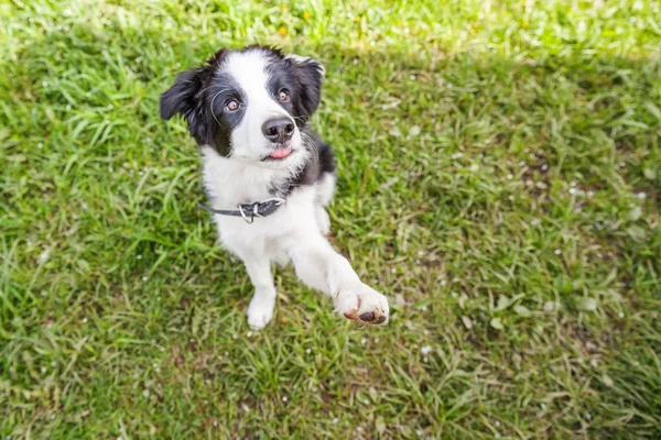 Divertente ritratto all'aperto di carino smilling cucciolo cane confine collie seduto su prato verde erba in parco o in giardino sfondo — Foto Stock