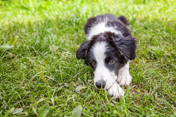 Park veya bahçe arka planda yeşil çim çim üzerinde yatarken sevimli gülümseme yavru köpek sınır Collie komik açık portre