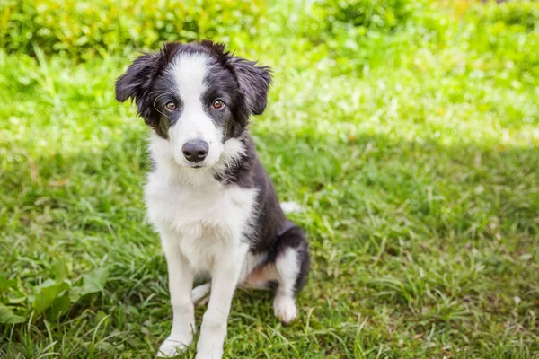 Funny outdoor portrait of cute smilling puppy dog border collie sitting on green grass lawn in park or garden background — Stock Photo, Image