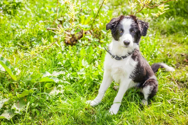 Funny outdoor portrait of cute smilling puppy dog border collie sitting on green grass lawn in park or garden background — Stock Photo, Image