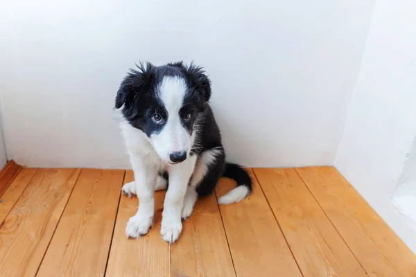 自宅でかわいいスミリング子犬のボーダーコリーの面白い肖像画。ペットケアと動物のコンセプト — ストック写真