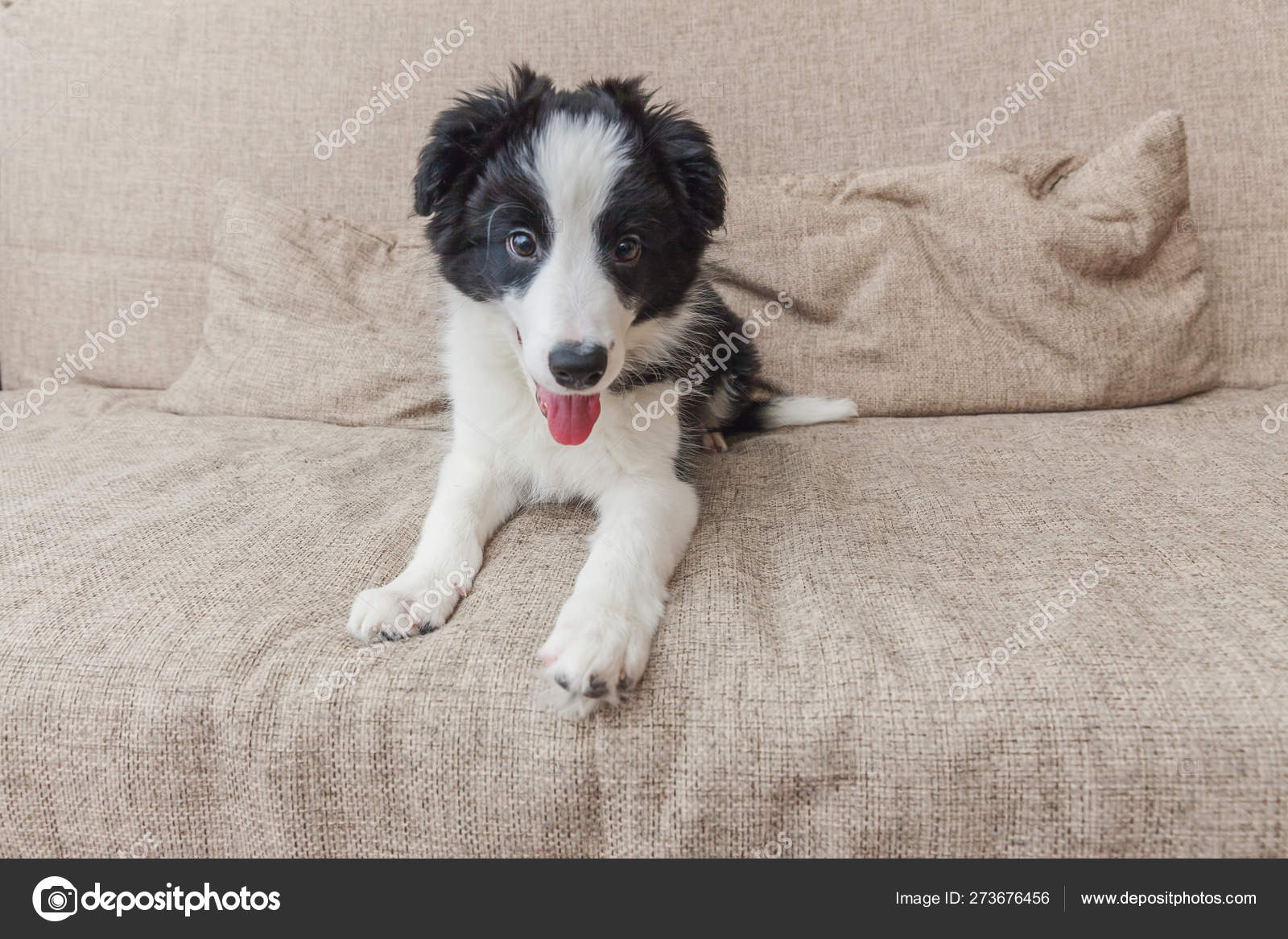 自宅のソファにかわいいスミリング子犬のボーダーコリーの面白い肖像画 ペットケアと動物のコンセプト ストック写真 C Luljo 自宅のソファにかわいいスミリング子犬のボーダーコリーの面白い肖像画 ペットケアと動物のコンセプト ストック写真 C Luljo