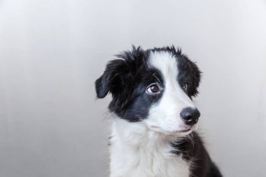 Komik stüdyo portre sevimli güleryüzlü köpek yavrusu köpek kenar kömür ocağı beyaz arka plan üzerinde