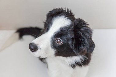 Komik stüdyo portre sevimli güleryüzlü köpek yavrusu köpek kenar kömür ocağı beyaz arka plan üzerinde